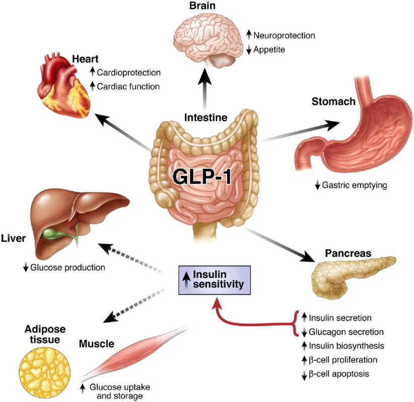 GLP-1 mechanism illustration satiety hormones