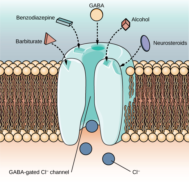 Central nervous system depressant effects diagram human brain illustration